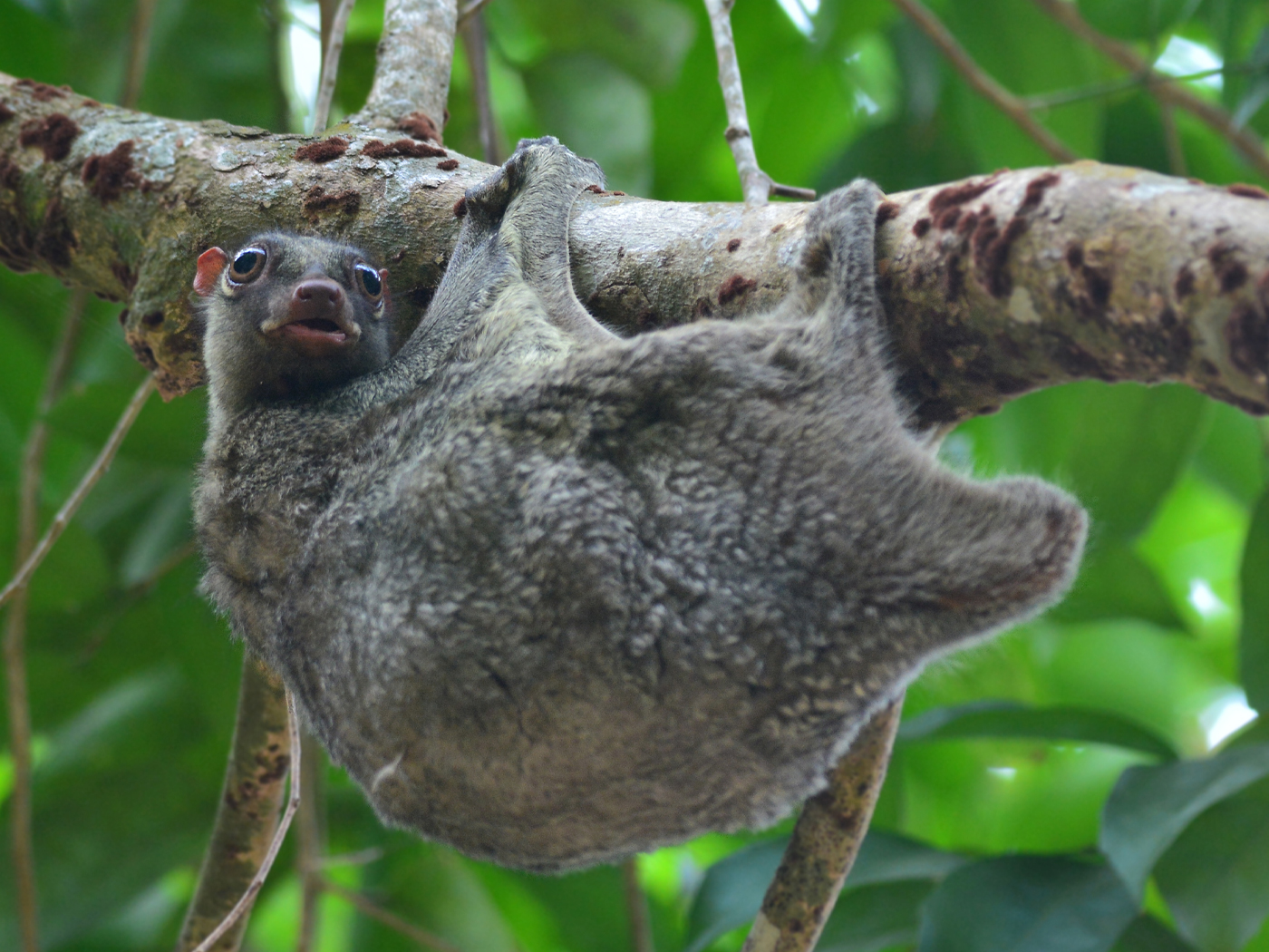Is an Ancient Extinct Tree-Dweller Our Relative?